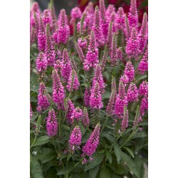 Veronica spicata 'Bubblegum Candles' – rózsaszín füzéres veronika