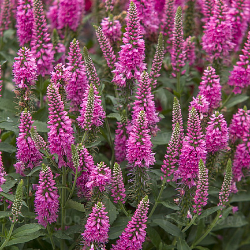 Veronica spicata 'Bubblegum Candles' – rózsaszín füzéres veronika