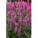 Veronica spicata 'Bubblegum Candles' – rózsaszín füzéres veronika