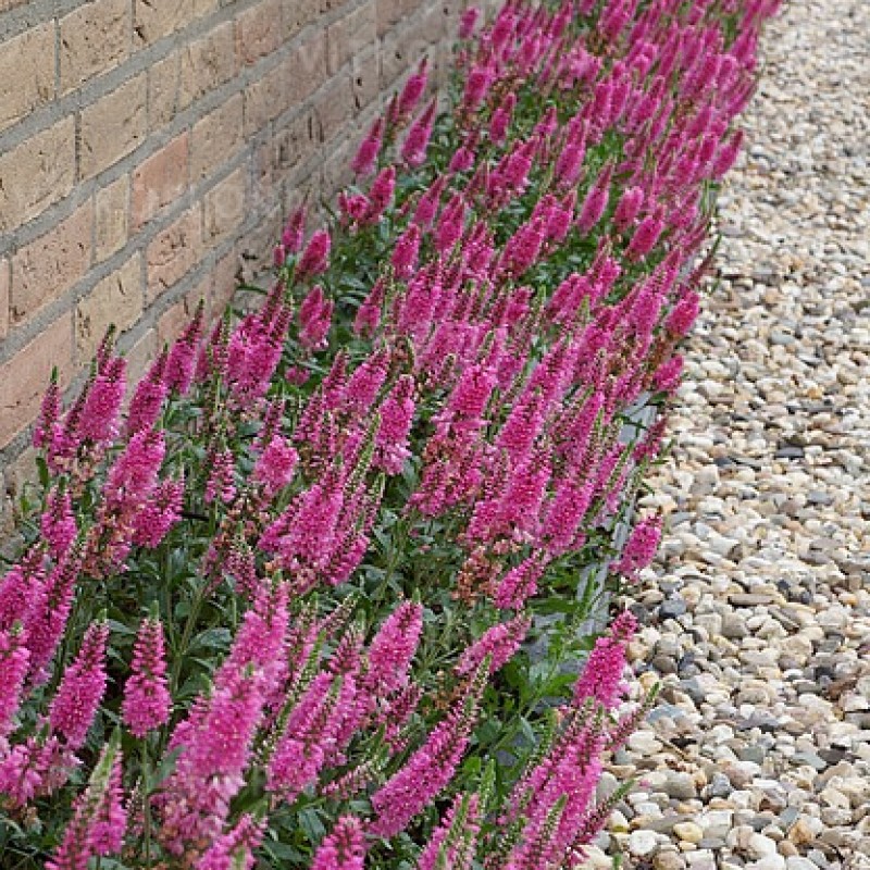 Veronica spicata 'Bubblegum Candles' – rózsaszín füzéres veronika