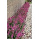Veronica spicata 'Bubblegum Candles' – rózsaszín füzéres veronika