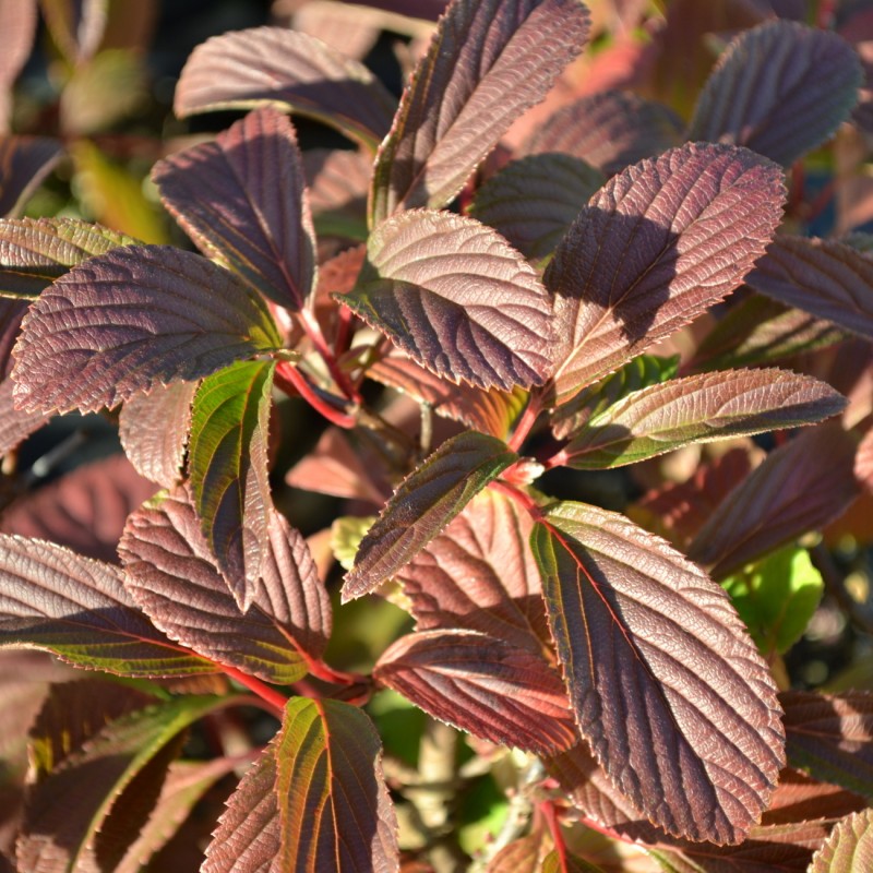 Viburnum bodnantense 'Dawn' – Kikeleti bangita