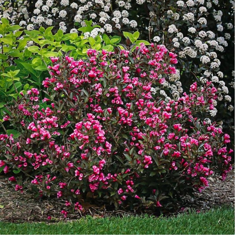 Weigela florida ‘Victoria’ - Rózsalonc