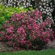 Weigela florida ‘Victoria’ - Rózsalonc