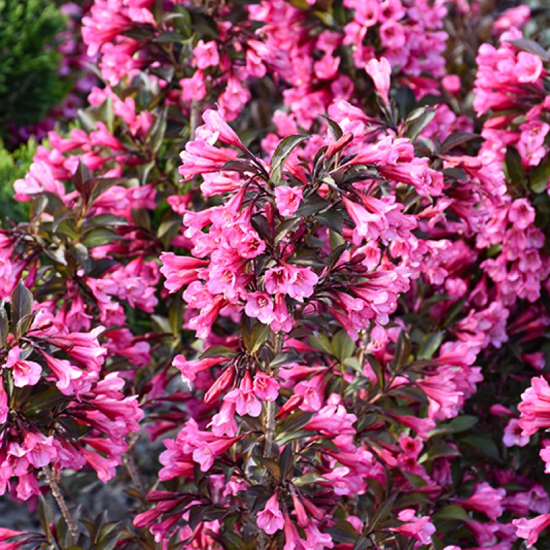 Weigela florida ‘Victoria’ - Rózsalonc