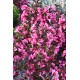 Weigela florida ‘Victoria’ - Rózsalonc