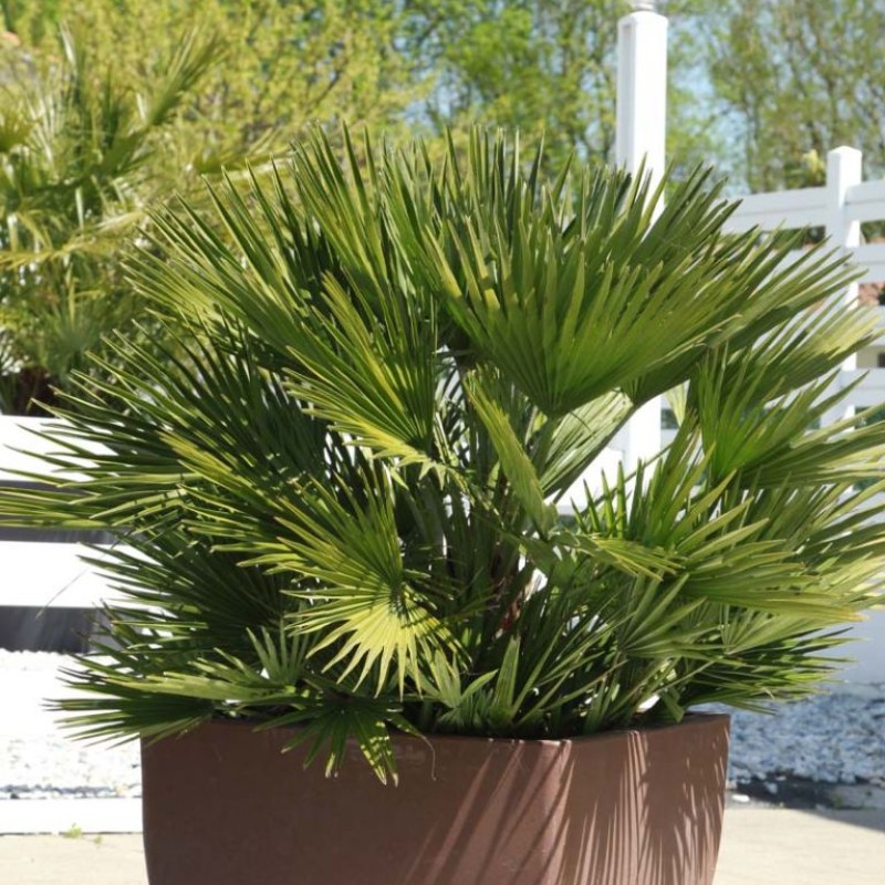 Chamaerops humilis ‘Compacta Vulcano’ - Törpe legyezőpálma