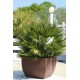 Chamaerops humilis ‘Compacta Vulcano’ - Törpe legyezőpálma