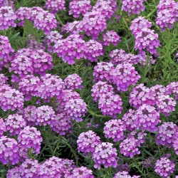 Aethionema armenum ‘Warley Rose’