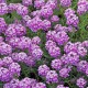 Aethionema armenum ‘Warley Rose’