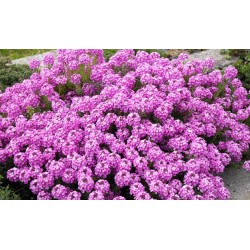Aethionema armenum ‘Warley Rose’
