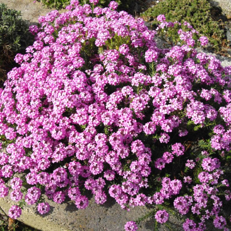 Aethionema armenum ‘Warley Rose’