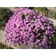 Aethionema armenum ‘Warley Rose’