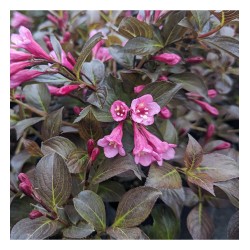 Weigela florida ‘Nana Purpurea’ - Rózsalonc