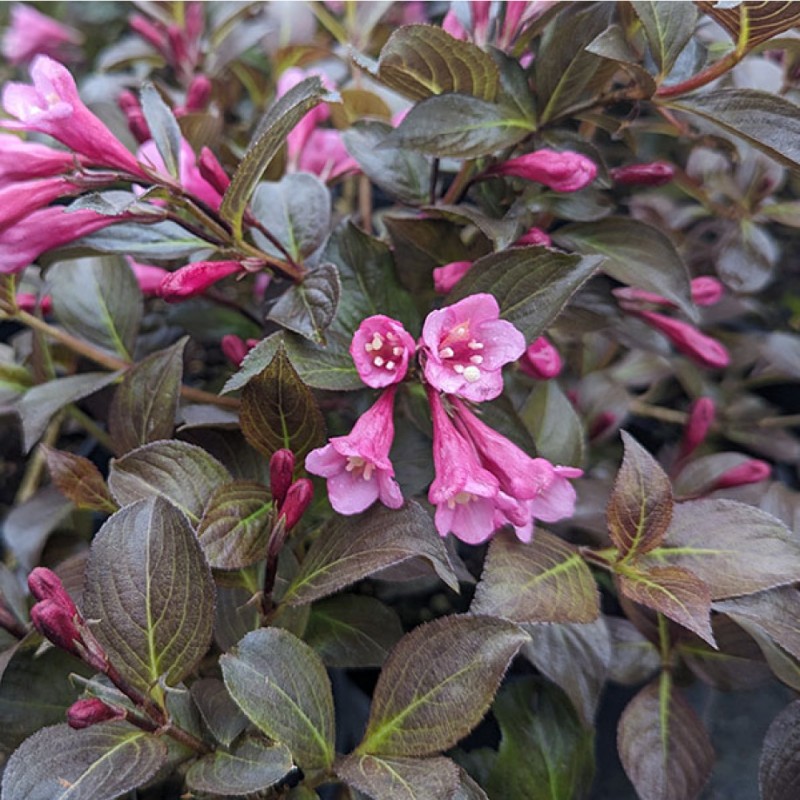 Weigela florida ‘Nana Purpurea’ - Rózsalonc