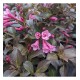 Weigela florida ‘Nana Purpurea’ - Rózsalonc