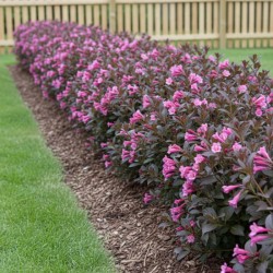Weigela florida ‘Nana Purpurea’ - Rózsalonc