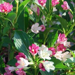 Weigela „Marjorie”  - Rózsalonc