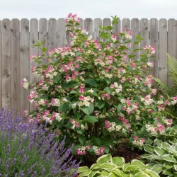 Weigela „Marjorie”  - Rózsalonc
