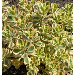 Sedum spurium ‘What a Doozie’ 