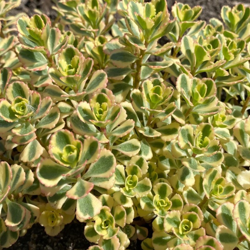 Sedum spurium ‘What a Doozie’ 