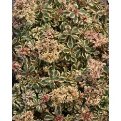 Sedum spurium ‘What a Doozie’ 