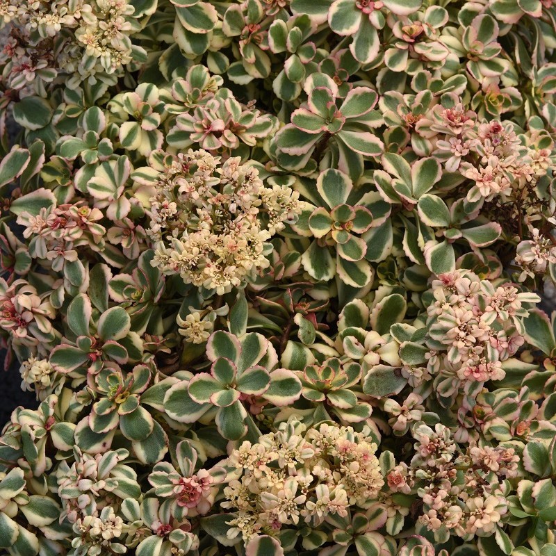 Sedum spurium ‘What a Doozie’ 