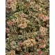 Sedum spurium ‘What a Doozie’ 