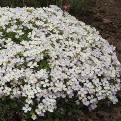 Aubrieta 'Florado White' - Fehér pázsitviola