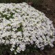 Aubrieta 'Florado White' - Fehér pázsitviola