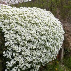 Aubrieta 'Florado White' - Fehér pázsitviola