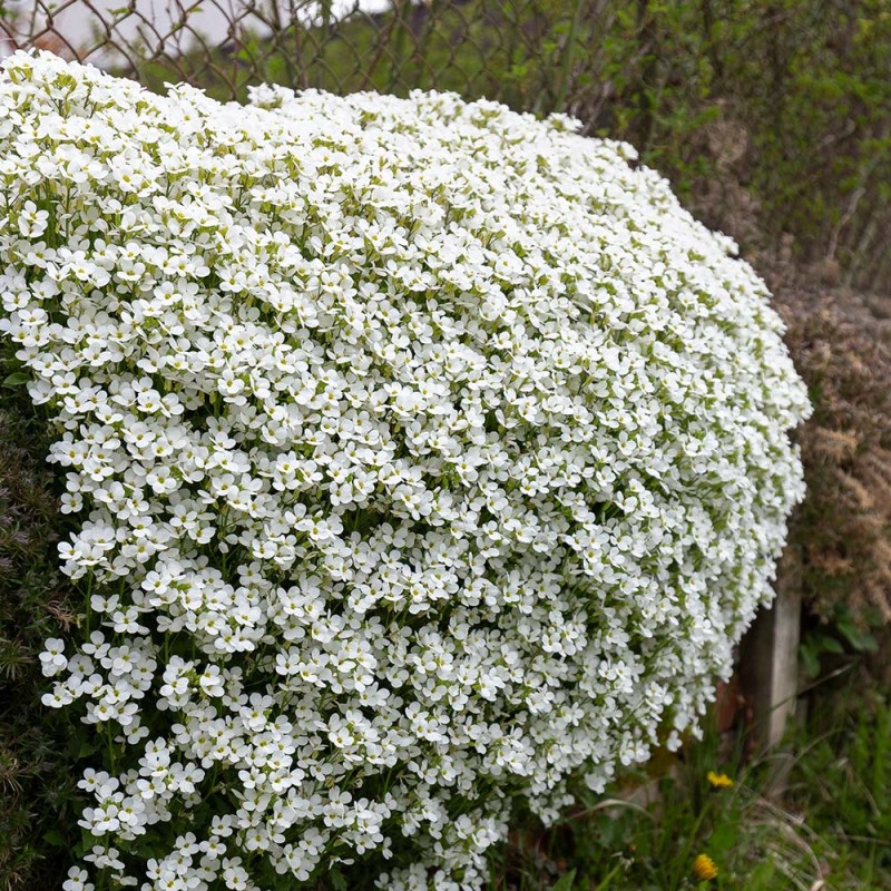 Aubrieta 'Florado White' - Fehér pázsitviola