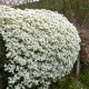 Aubrieta 'Florado White' - Fehér pázsitviola