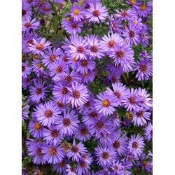 Symphyotrichum 'Wood's Purple' – Törpe őszirózsa