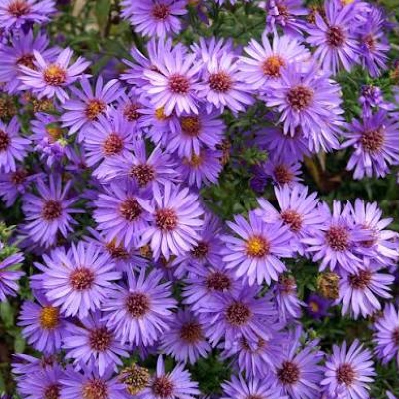 Symphyotrichum 'Wood's Purple' – Törpe őszirózsa