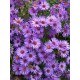 Symphyotrichum 'Wood's Purple' – Törpe őszirózsa