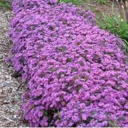 Symphyotrichum 'Wood's Purple' – Törpe őszirózsa