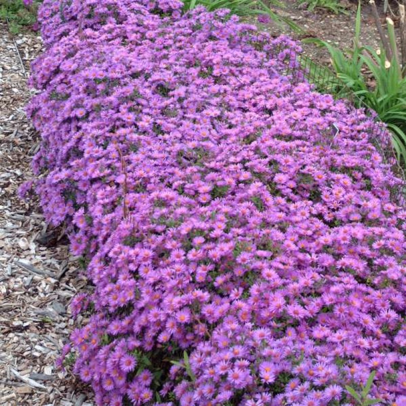 Symphyotrichum 'Wood's Purple' – Törpe őszirózsa