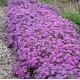 Symphyotrichum 'Wood's Purple' – Törpe őszirózsa