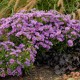 Symphyotrichum 'Wood's Purple' – Törpe őszirózsa