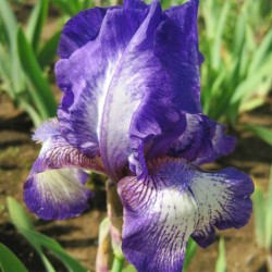 Iris x barbata 'Arctic Fancy' -Nőszirom