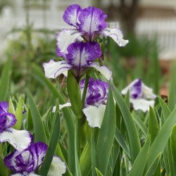 Iris x barbata 'Arctic Fancy' -Nőszirom