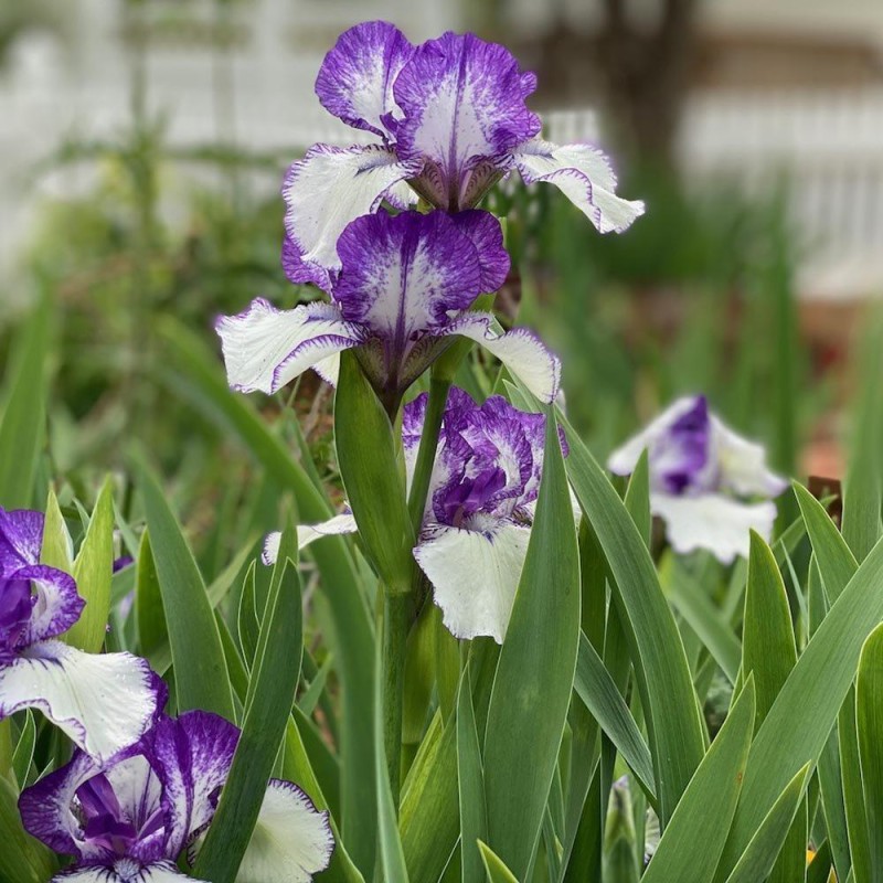 Iris x barbata 'Arctic Fancy' -Nőszirom
